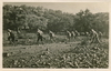 1938-1939 - Palestinian resistance fighters attacking Hatikva Colony